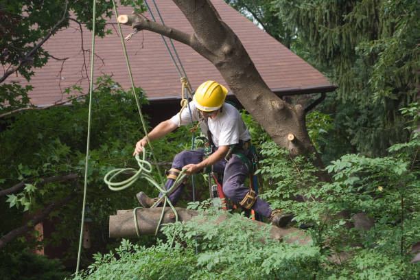 Best Palm Tree Trimming  in Suffern, NY