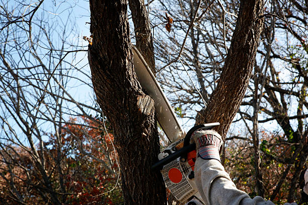 Trusted Suffern, NY Tree Care Experts