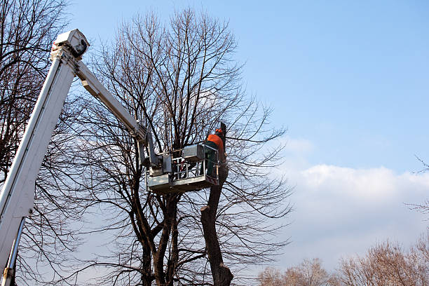 How Our Tree Care Process Works  in  Suffern, NY